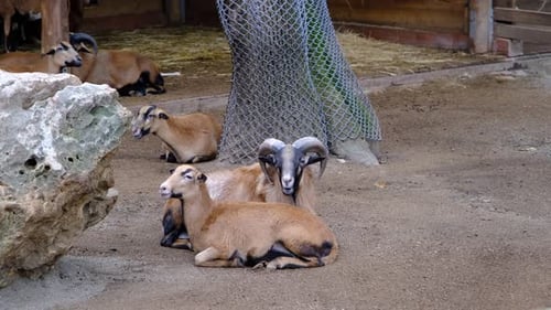 goats