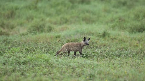Bat Eared Fox in Serengeti National Park in Tanzania in Africa on African Wildlife Safari Animals Ga