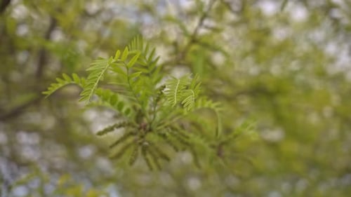 Bäume und Blätter bewegen sich bei bewölktem Wetter, Zeitlupe