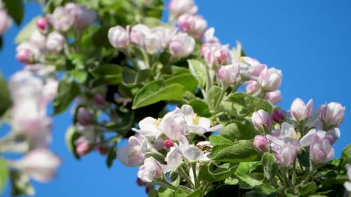 Spring Blossoms with Honeybee on Sunny Day
