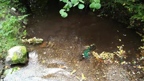Bergquellwasser