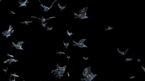 Animated Flock of Crows Flying for Alpha Channel Overlay
