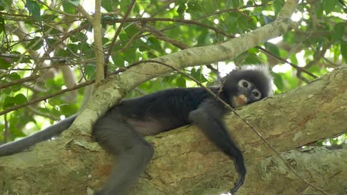 Dusky Leaf Monkey or Spectacled Langur (Trachypithecus obscurus) lays down on the tree.