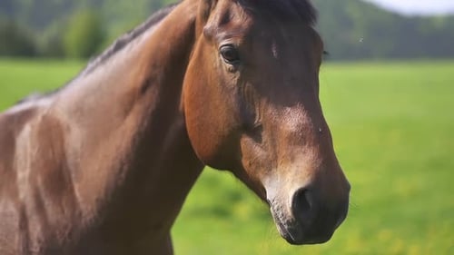 Portrait of Brown Riding Horse in Sunny Green Natural Background, Farm Animal in Rural Nature Ranch