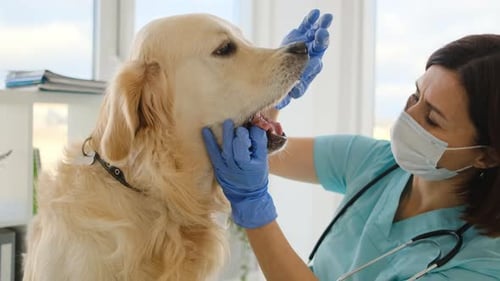 Golden Retriever Dog in Veterinary Clinic