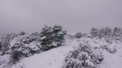 Snowy Winter Landscape with Trees and Overcast Sky