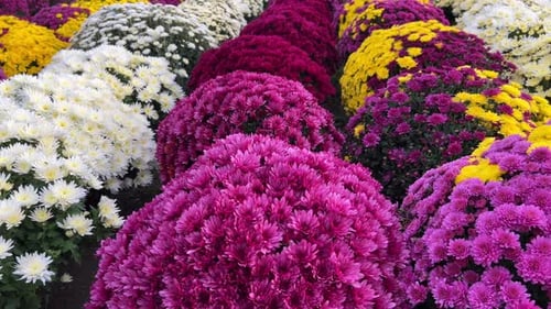 Close Up of Colorful Chrysanthemum Flowers
