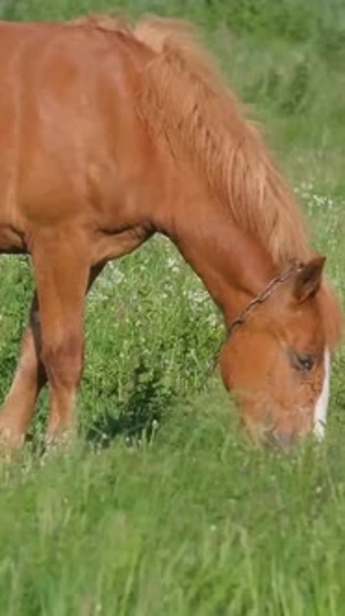 A Young Red Horse on a Beautiful Green Meadow in the Countryside Vertical Video