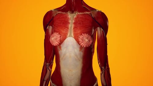 Detailed Human Anatomy Model: Revealing Muscular and Vascular Systems