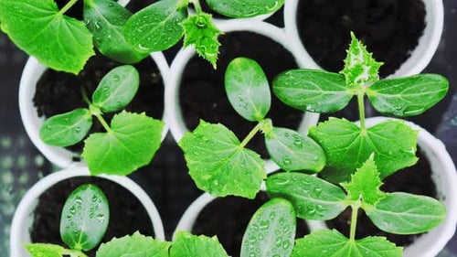 Junge Gurkensämlinge in Plastiktöpfen. Wachsende Gurken in einem Gewächshaus. Gartenarbeit. Sämling