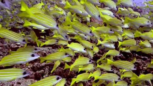 Panning past a large School of Common bluestripe snappers swimming around a rocky seabed