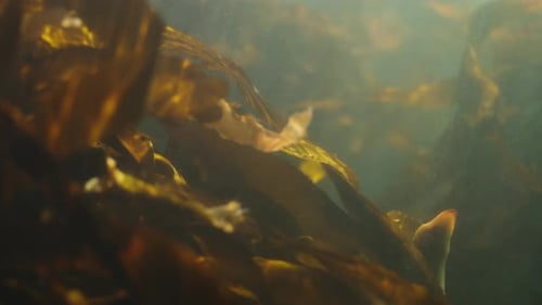 Golden kelp forest underwater in soft light