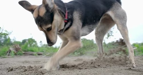 Dog Digging Energetically in Sand