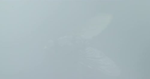 Fly captured in close up macro shot in detail inside the moving fog and white smoke wave with wings