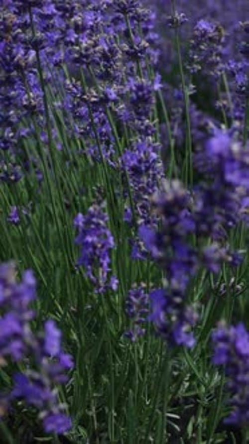 woman in lavender field eating homemade zephyr.