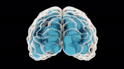 3D Rendering of Human Brain in Blue and White