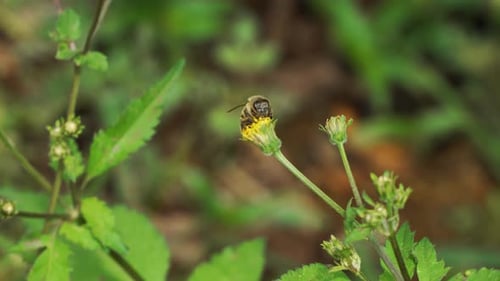 Biene bestäuben eine kleine Blume im Regenwald