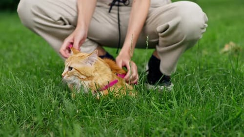 Closeup in the Summer in the Park on a Green Meadow a Blue Carrier is Walking a Red Fluffy Cat is