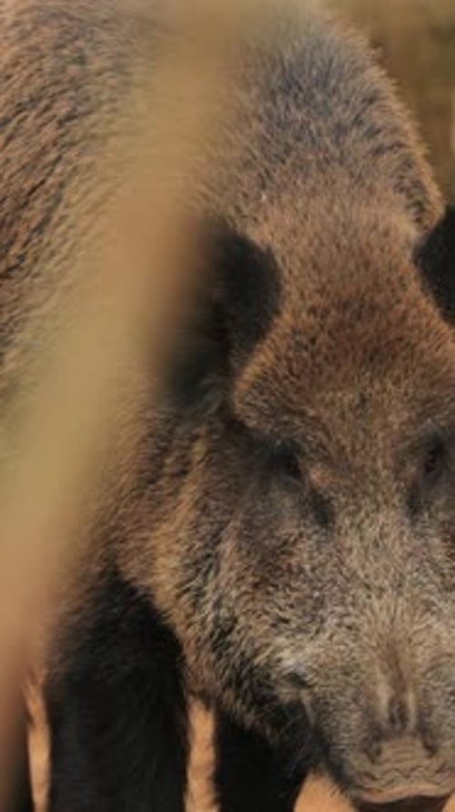 Belarus Wild Boar Or Sus