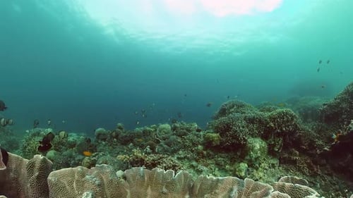 Colorful Fish Swimming Around a Vibrant Coral Reef