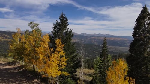 Drone rising up above vast beautiful landscape covered in forest of Aspen trees and Spruce.