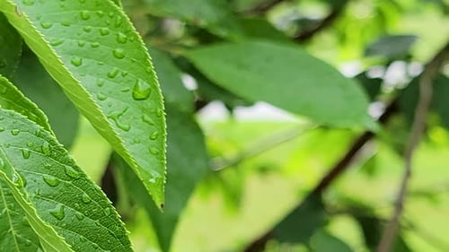 Close-up view of a green leaf with raindrops, highlighting nature's details and freshness after rain
