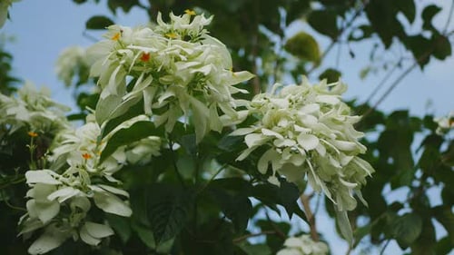 love white flowers