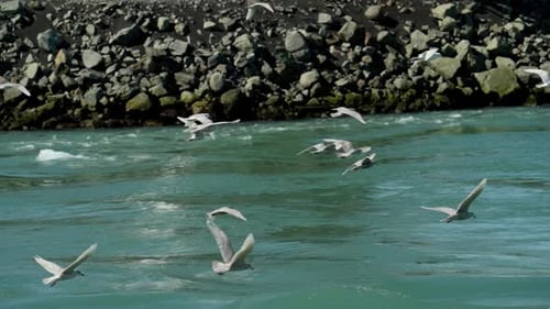 Herde Möwen fliegen und tauchen über Meer