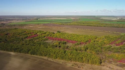 Wheat Fields Aerial View