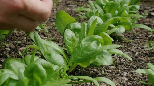 Hands harvesting fresh spinach leaves from homegrown row of plants. Close-up tripod shot.