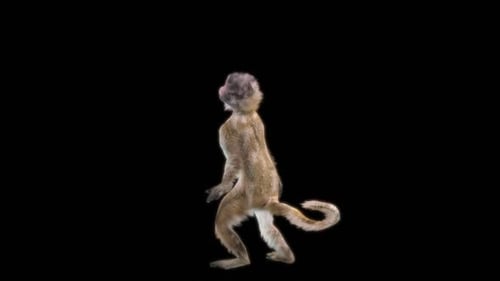 55 Monkey Dance HD