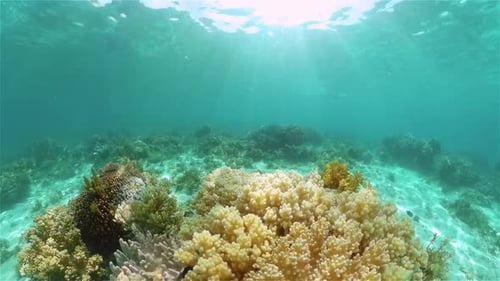 Coral Reef and Tropical Fish Philippines