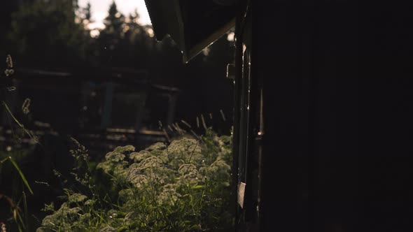 Wildflowers and the flare of sunlight trigger warm morning feels. Small ...