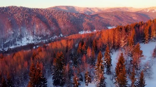 Aerial View of the Forest