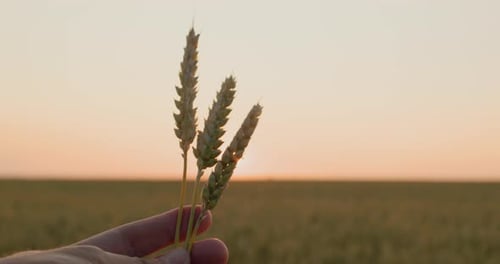 Hand Holding Wheat Stalks at Golden Sunset