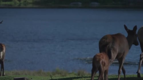 Canadian Wildlife - Deer along the banks of a beautiful lake