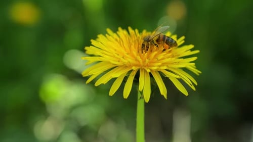 Bee Collecting Pollen on a Yellow Dandelion Flower