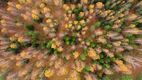 Autumn Forest with Colorful Foliage