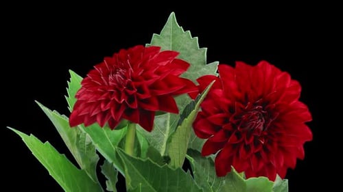 Time lapse of opening and dying red dahlia flower with ALPHA channel