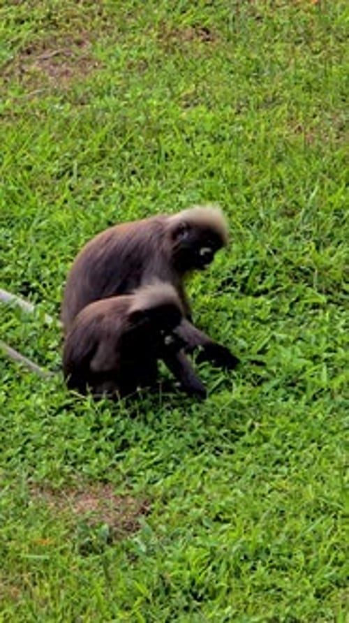 Singes jouant dans une herbe verte luxuriante entourée par la nature à Krabi en Thaïlande