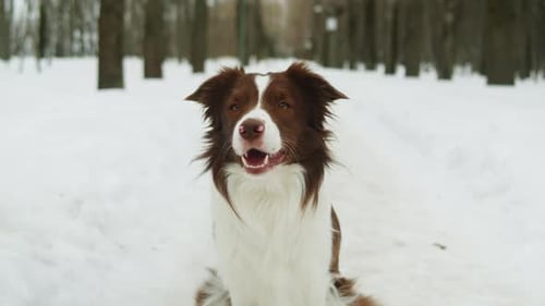 Closeup of Border Collie Among the Snow in the Park Dog Pet Sitting on the Snow Portrait of a The