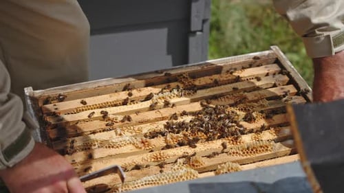 Imker nimmt ein dunkles Vollbild aus dem Bienenstock. Mann hält einen mit Bienenkolonie bedeckten Wachsrahmen in der Hand.