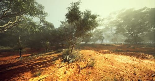 Vibrant Desert Landscape Under a Hazy Sun with Scattered Trees and Vegetation