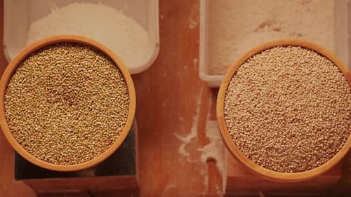 Closeup Shot of Treatment of Seeds of Cereals Rye Barley Wheat Against Diseases and Insects Using