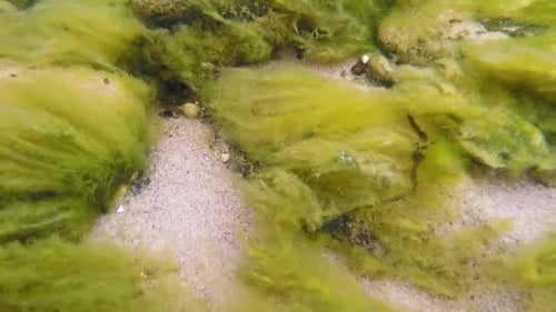 Moving seaweed green grass underwater in the island summertime in Sweden