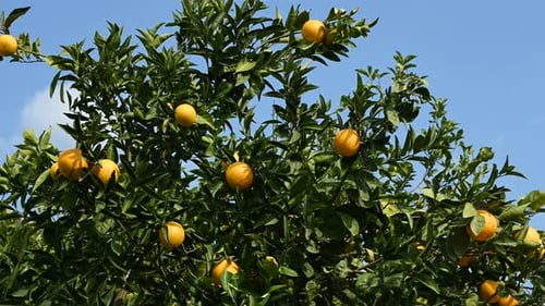 Green Orange with with Ripe Fruits Against Blue Sky