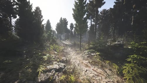 Lush Forest Path in Finland Illuminated By Soft Morning Light