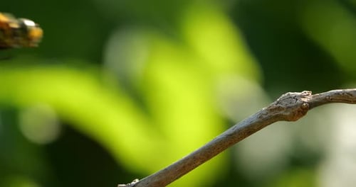 Common Darter dragonfly (Sympetrum striolatum ), Southern France