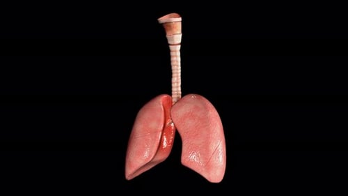 Anatomical human lungs with clear trachea