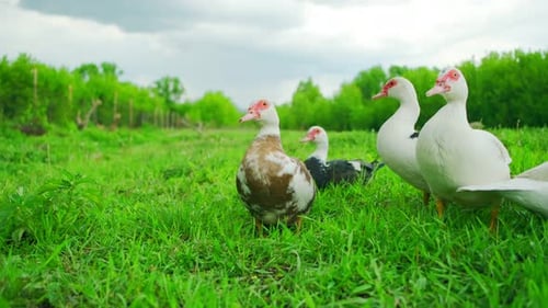 Ducks and a Goose are Strolling Across a Vibrant Green Field Filled with Grass Under Clear Skies The